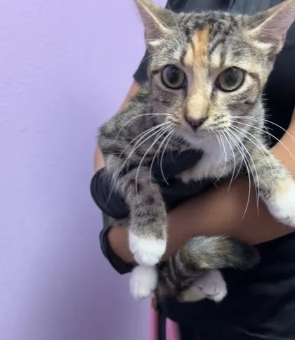 A baby medium-sized female Brown / Chocolate Domestic Short Hair cat named 61679192 for adoption in El Paso, TX