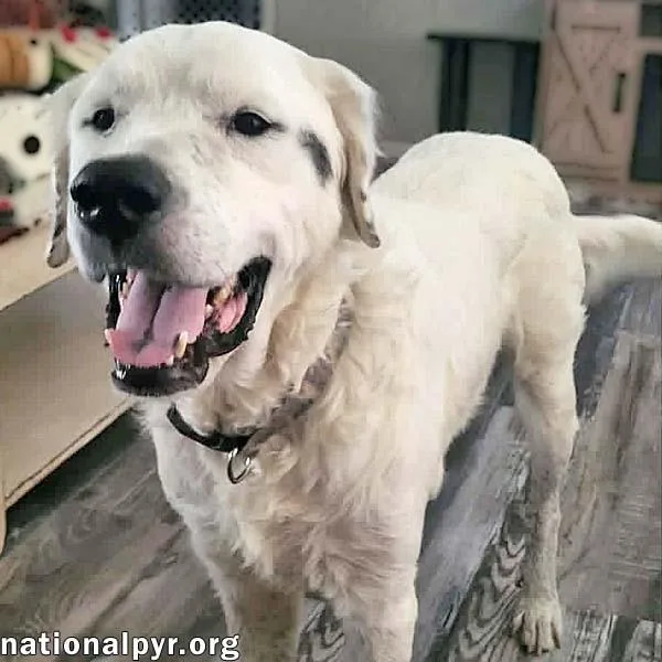A senior large-sized male White / Cream Great Pyrenees dog named Oscar In La  for adoption in Beacon, NY