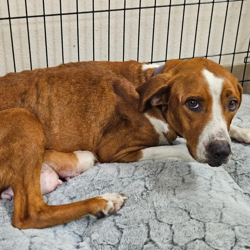 An adult medium-sized female Red / Chestnut / Orange Mixed Breed dog named Winnie for adoption in Lake Panasoffkee, FL