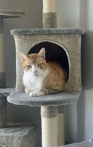 An adult medium-sized male Orange & White Domestic Short Hair cat named Bubba for adoption in San Francisco, CA