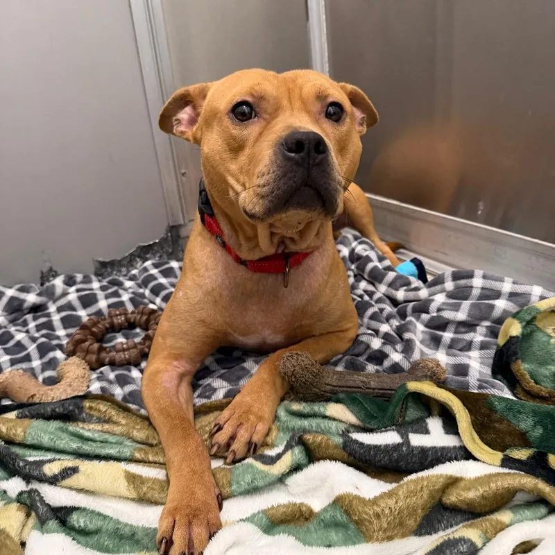 An adult medium-sized male Brown / Chocolate Pit Bull Terrier dog named Conor for adoption in Newark, DE