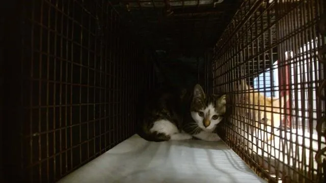 A young small-sized female Domestic Short Hair cat named Honey for adoption in Miami, FL