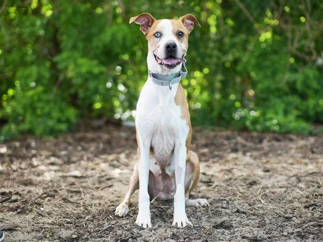 An adult medium-sized female Catahoula Leopard Dog dog named Nia for adoption in Tavares, FL