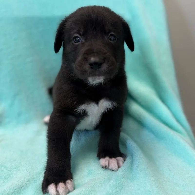 A baby medium-sized male Black Labrador Retriever dog named Kocum for adoption in St. Peters, MO