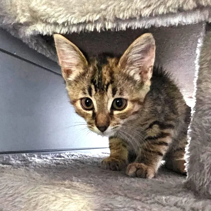 A baby medium-sized female Tabby (Buff / Tan / Fawn) Domestic Short Hair cat named Fireball for adoption in Caldwell, TX