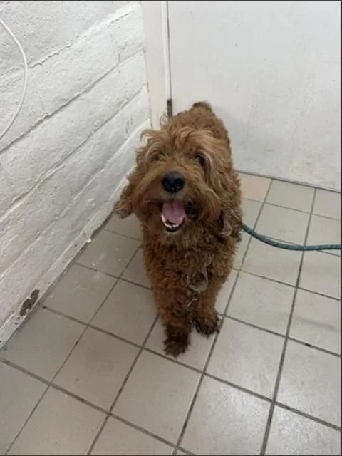 A senior medium-sized male Poodle dog named Duke for adoption in Santa Barbara, CA