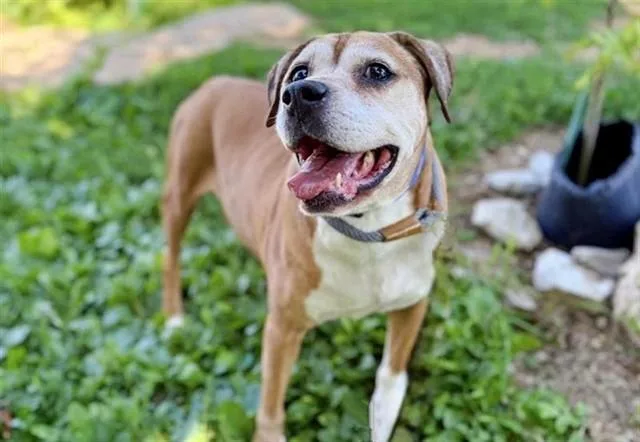 A senior large-sized male Terrier dog named Tiny for adoption in Saint Louis, MO