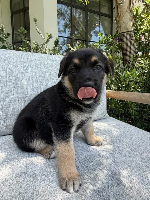 A young medium-sized male Mixed Breed dog named Forest for adoption in Manhattan Beach, CA