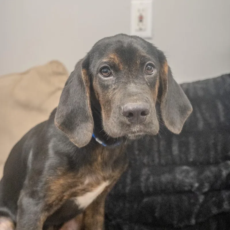 A baby medium-sized male Black Bloodhound dog named Lagoon for adoption in Pawling, NY