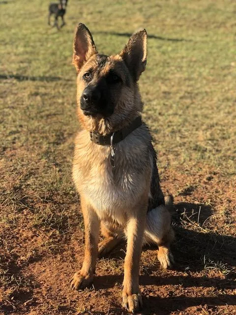 An adult large-sized male Bicolor German Shepherd Dog dog named Bleu for adoption in Roswell, GA