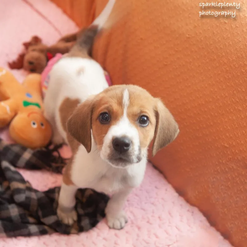 Snoopy