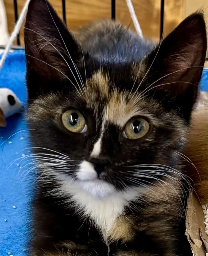 A baby medium-sized female Domestic Short Hair cat named Zoey for adoption in Westfield, NJ
