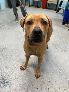 A young large-sized male Bullmastiff dog named Zeus Boy for adoption in Daytona Beach, FL