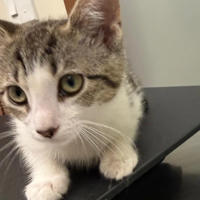 A baby small-sized male Gray / Blue / Silver Domestic Short Hair cat named Iepastray_ for adoption in Upland, CA