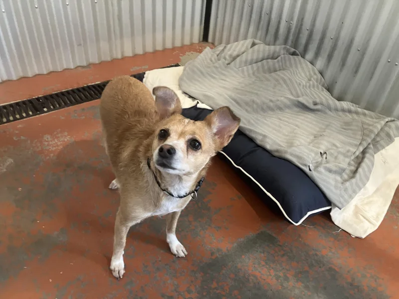 A baby small-sized male Yellow / Tan / Blond / Fawn Chihuahua dog named Freddy for adoption in St. Anthony, ID