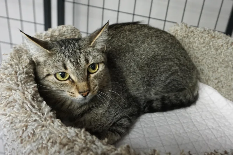Bobbi Cat