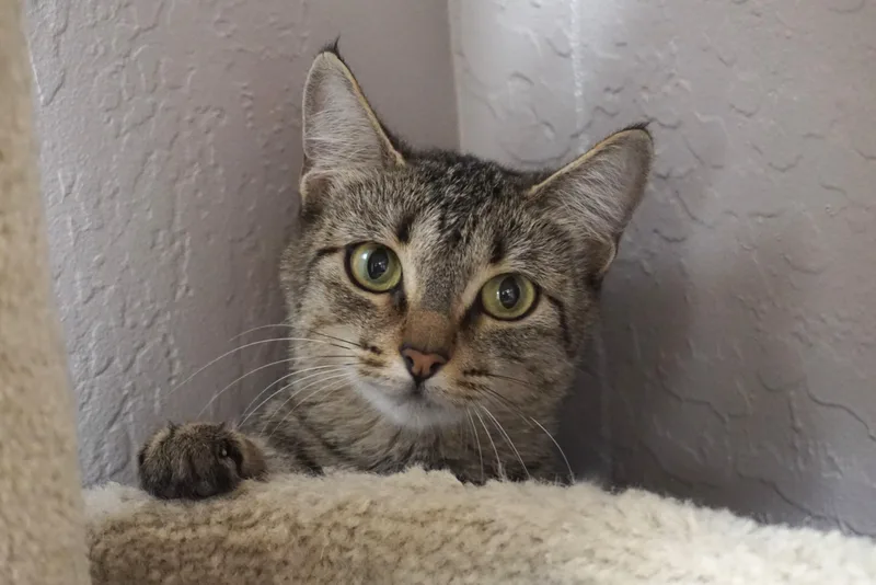 Bobbi Cat thumbnail 2