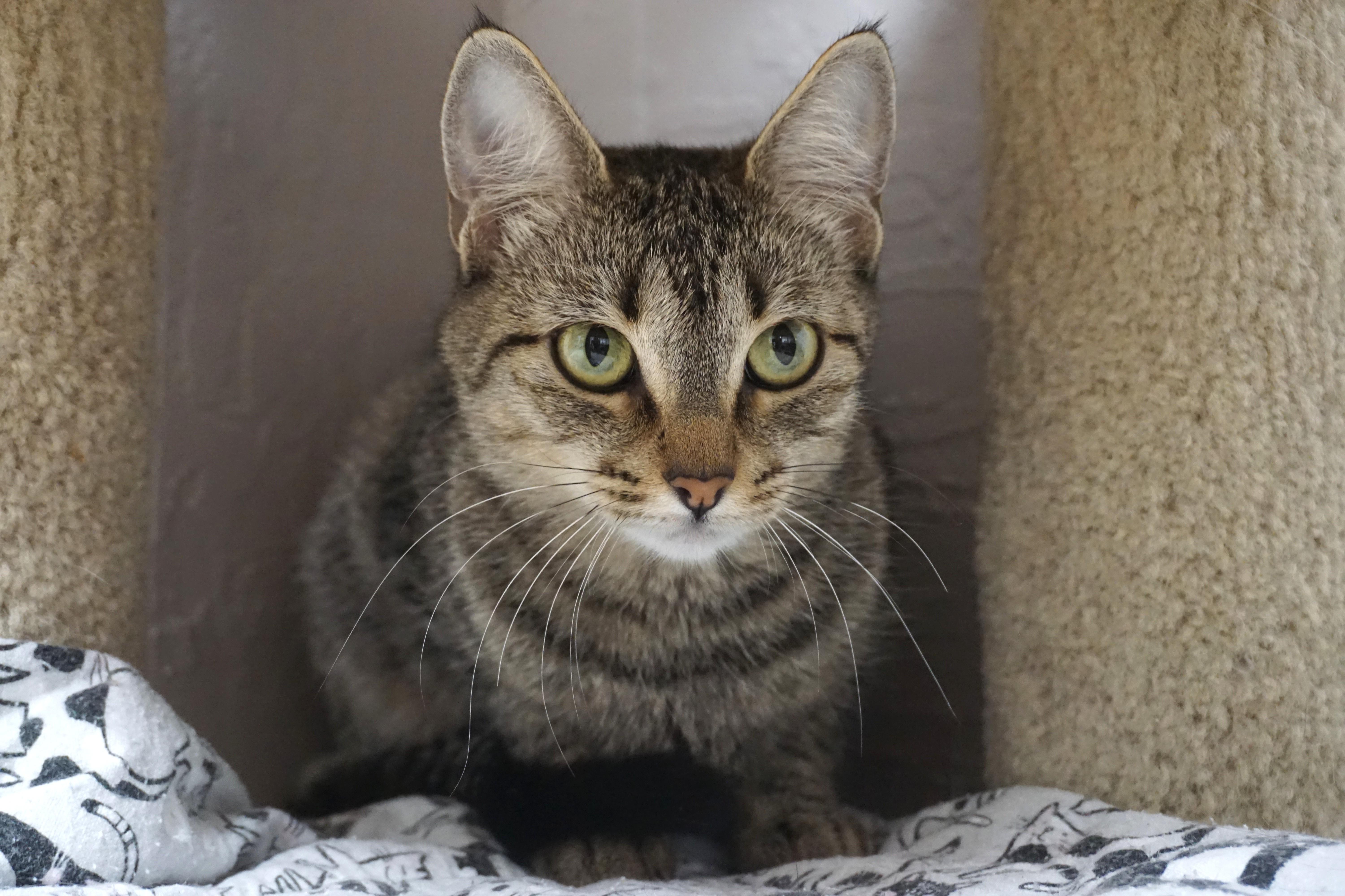 Bobbi Cat thumbnail 3