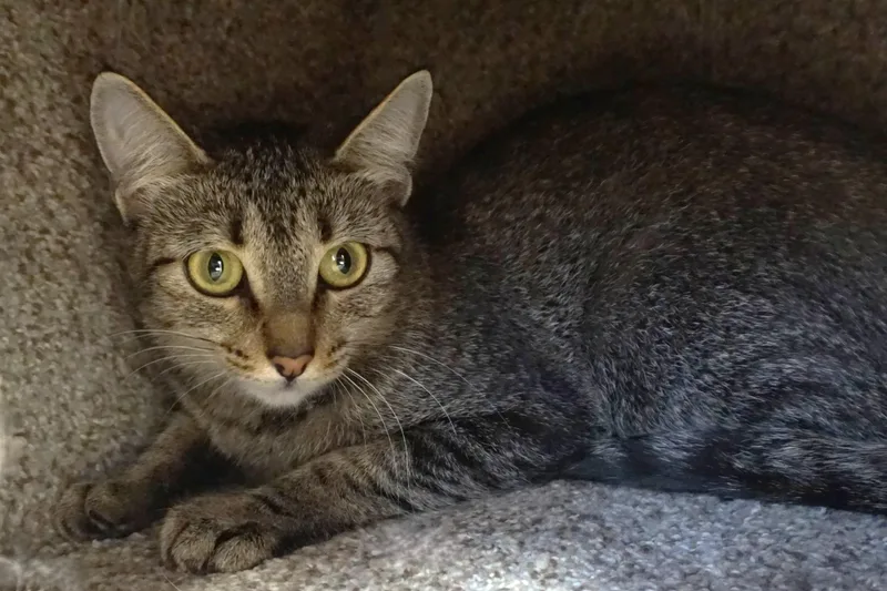 Bobbi Cat thumbnail 4