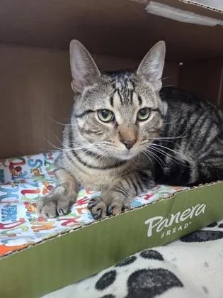 An adult large-sized male Domestic Short Hair cat named Archer for adoption in Westland, MI