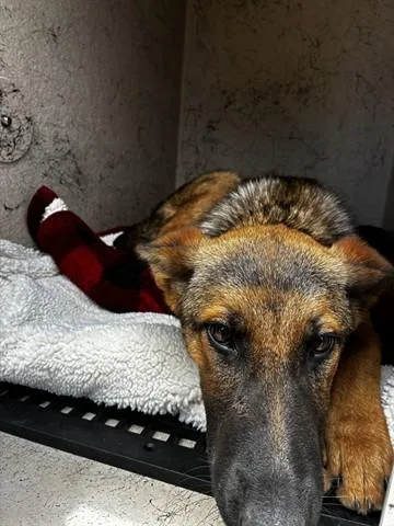 A young large-sized female German Shepherd Dog dog named Kona for adoption in Salinas, CA