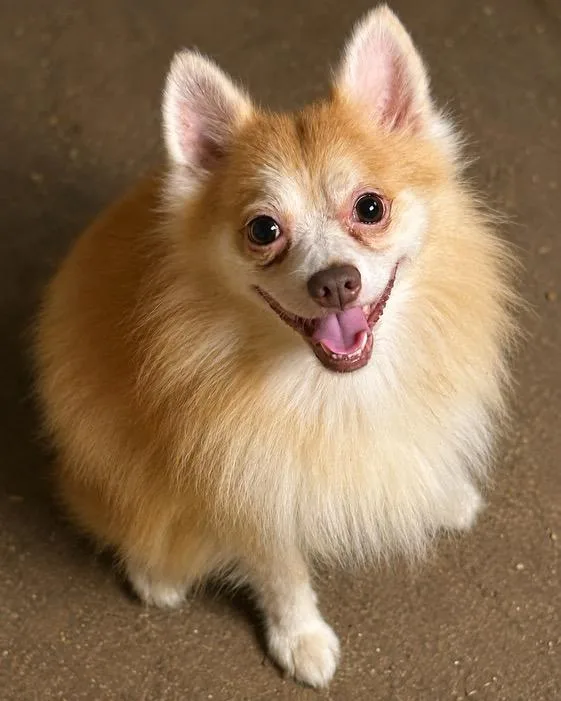 An adult small-sized male Apricot / Beige Pomeranian dog named Gus for adoption in Cedarburg, WI