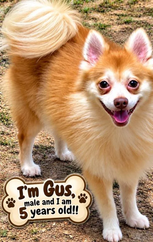 Gus thumbnail 2