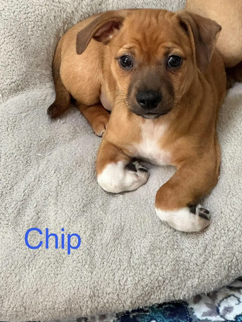 A baby small-sized male Chihuahua dog named Chip for adoption in Virginia Beach, VA