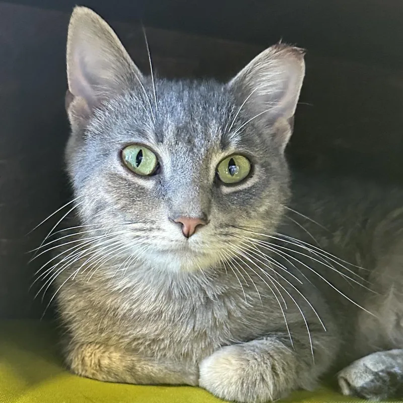 An adult medium-sized male Gray / Blue / Silver Domestic Short Hair cat named Hot Cross Buns for adoption in Franklin, TN
