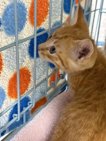 A baby small-sized female Domestic Short Hair cat named Melody for adoption in Gainesville, FL