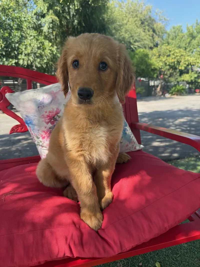 A young medium-sized female Golden Retriever dog named Gabriella for adoption in Temecula, CA