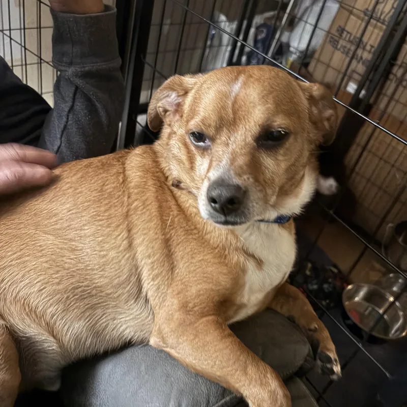 A senior small-sized male Red / Chestnut / Orange Chiweenie dog named Dan for adoption in richmond, ME