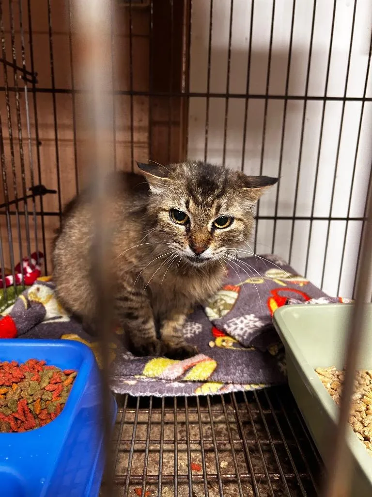 A young medium-sized female Domestic Short Hair cat named Calliope for adoption in Gautier, MS