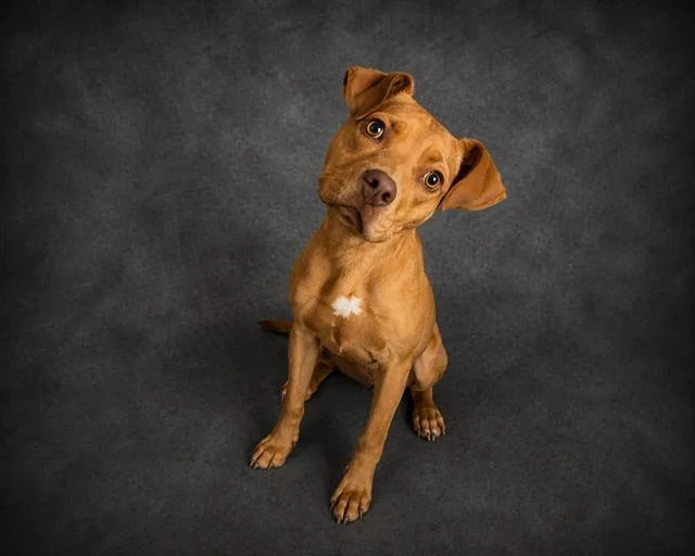 A young small-sized female American Bulldog dog named Honey for adoption in Winter Haven, FL