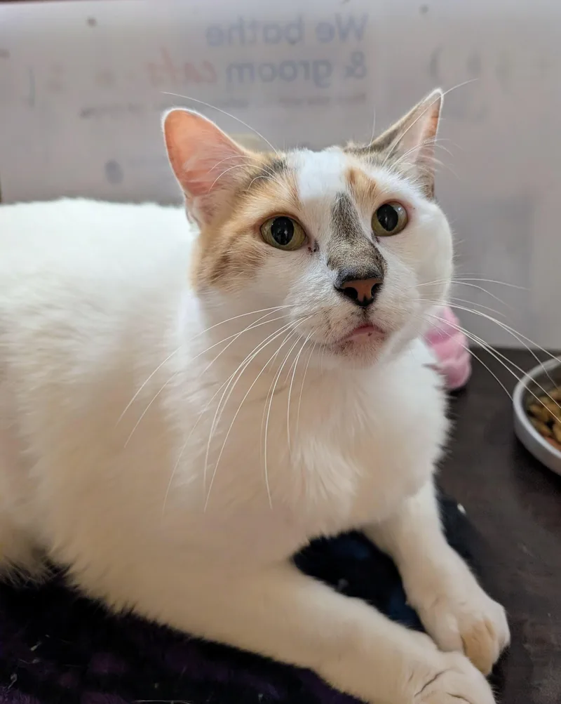 Tater Tot thumbnail 2