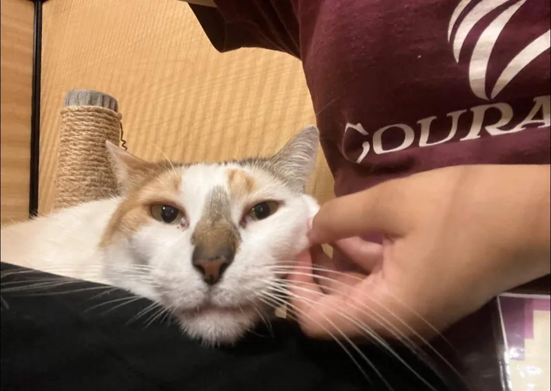 Tater Tot thumbnail 6
