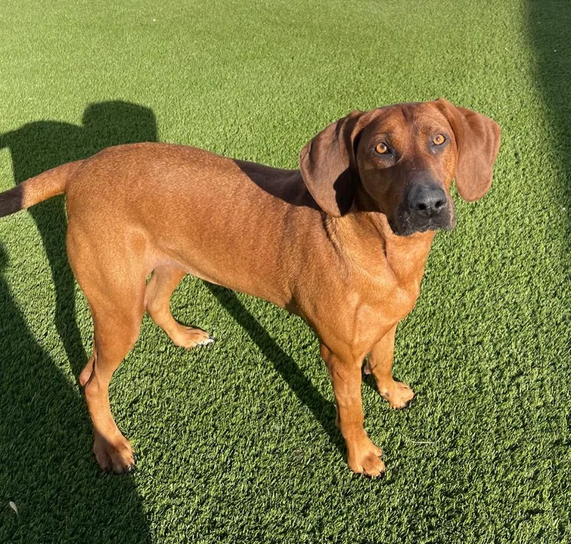 An adult large-sized female Red / Chestnut / Orange Redbone Coonhound dog named Annie for adoption in Frankfort, KY