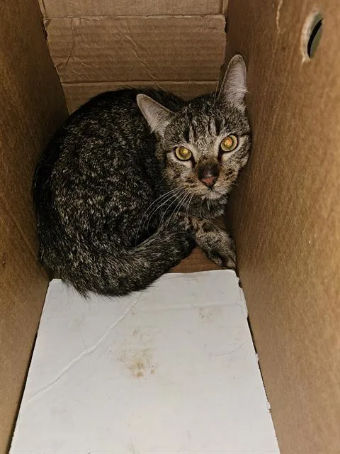 A young medium-sized male Domestic Short Hair cat named Bobby for adoption in Dallas, TX