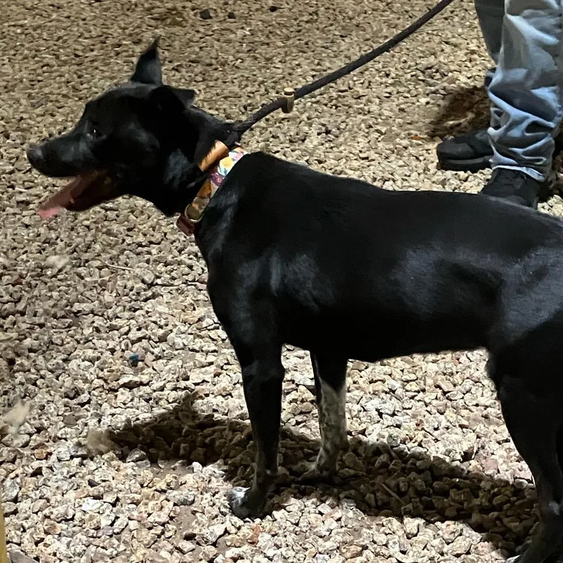 An adult medium-sized female Black Australian Cattle Dog / Blue Heeler named Kahlua for adoption in LOXAHATCHEE, FL