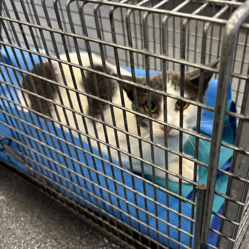 A baby small-sized female Gray / Blue / Silver Domestic Short Hair cat named Hope for adoption in Montgomery, AL