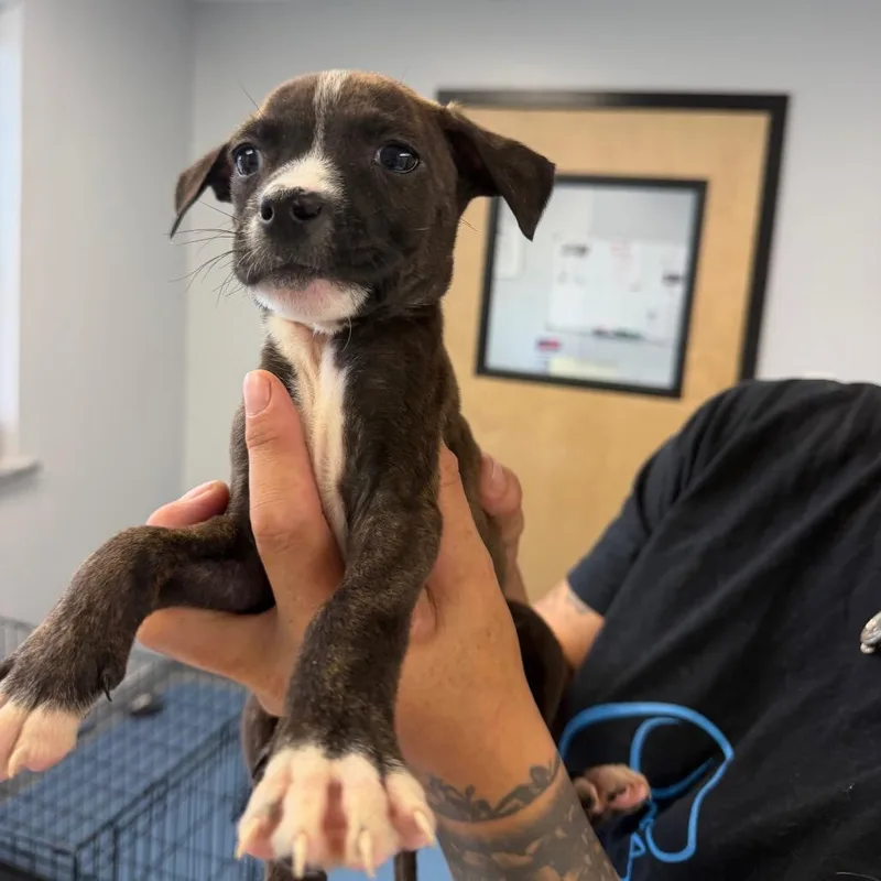 A baby medium-sized male Brindle Pit Bull Terrier dog named Rigby for adoption in Watertown, NY