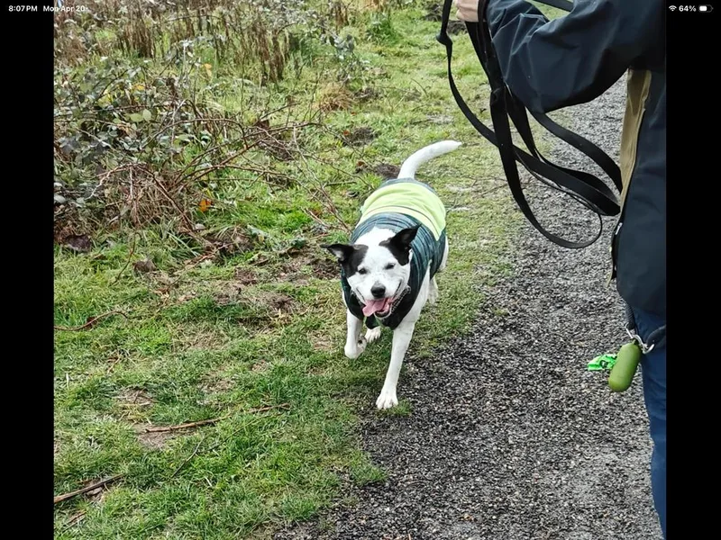 An adult large-sized female Cattle Dog dog named Molly for adoption in Vancouver, WA