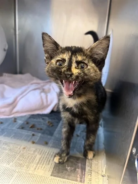 A baby small-sized female Domestic Short Hair cat named Scarlet for adoption in San Jose, CA