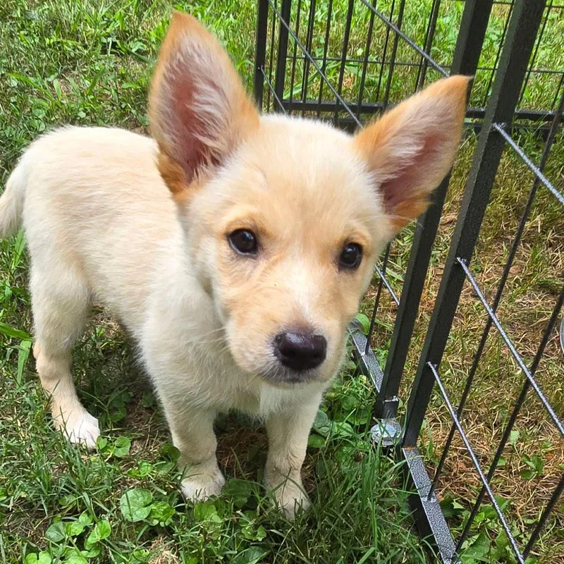 A baby small-sized female Yellow / Tan / Blond / Fawn Corgi dog named Selkie for adoption in Conway, AR