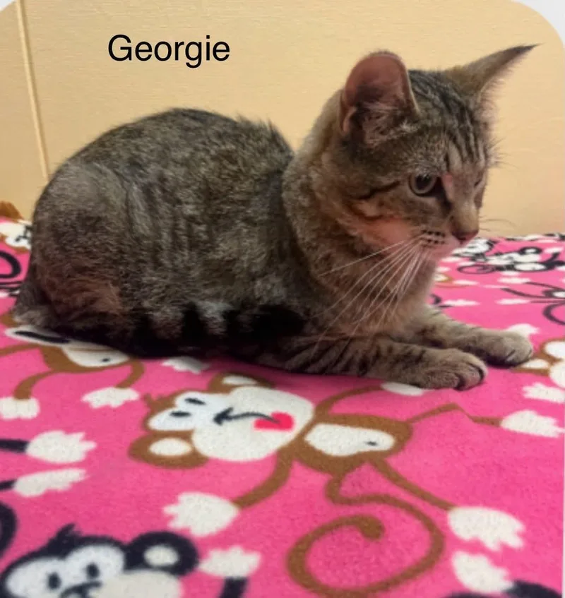 A young medium-sized male Tabby (Brown / Chocolate) Tabby cat named Georgie for adoption in Wyandotte, MI
