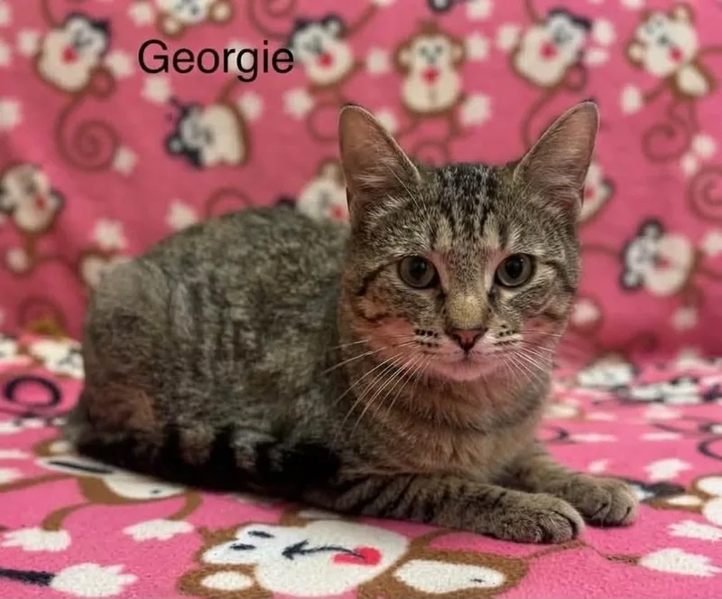 Georgie thumbnail 4