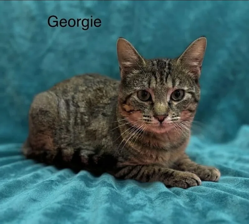 Georgie thumbnail 5