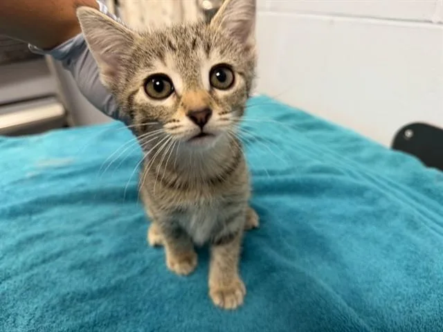A baby small-sized female Domestic Short Hair cat named Zoodles for adoption in Ames, IA