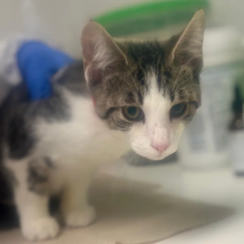 A baby medium-sized male Brown / Chocolate Domestic Short Hair cat named Cornbread for adoption in Westhampton, NY