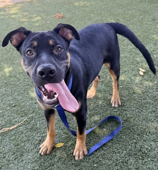 A young small-sized male Shepherd dog named Blaze for adoption in Tulare, CA